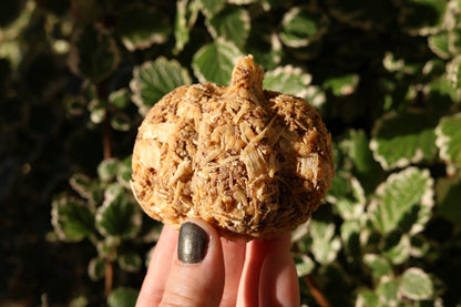 Handcrafted eco-friendly pumpkin fire starter made from pine shavings, sawdust, spent grain, and beeswax for sustainable fire-starting